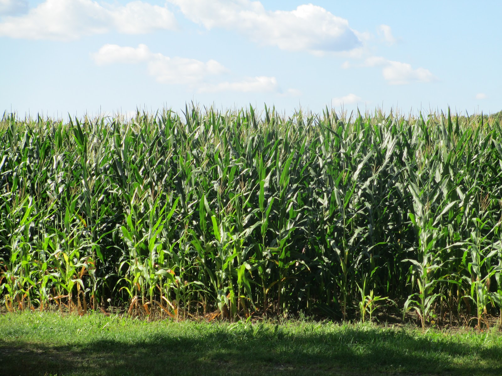 WHS AP Bio 2012 Makris C3 and either C4 or CAM organisms