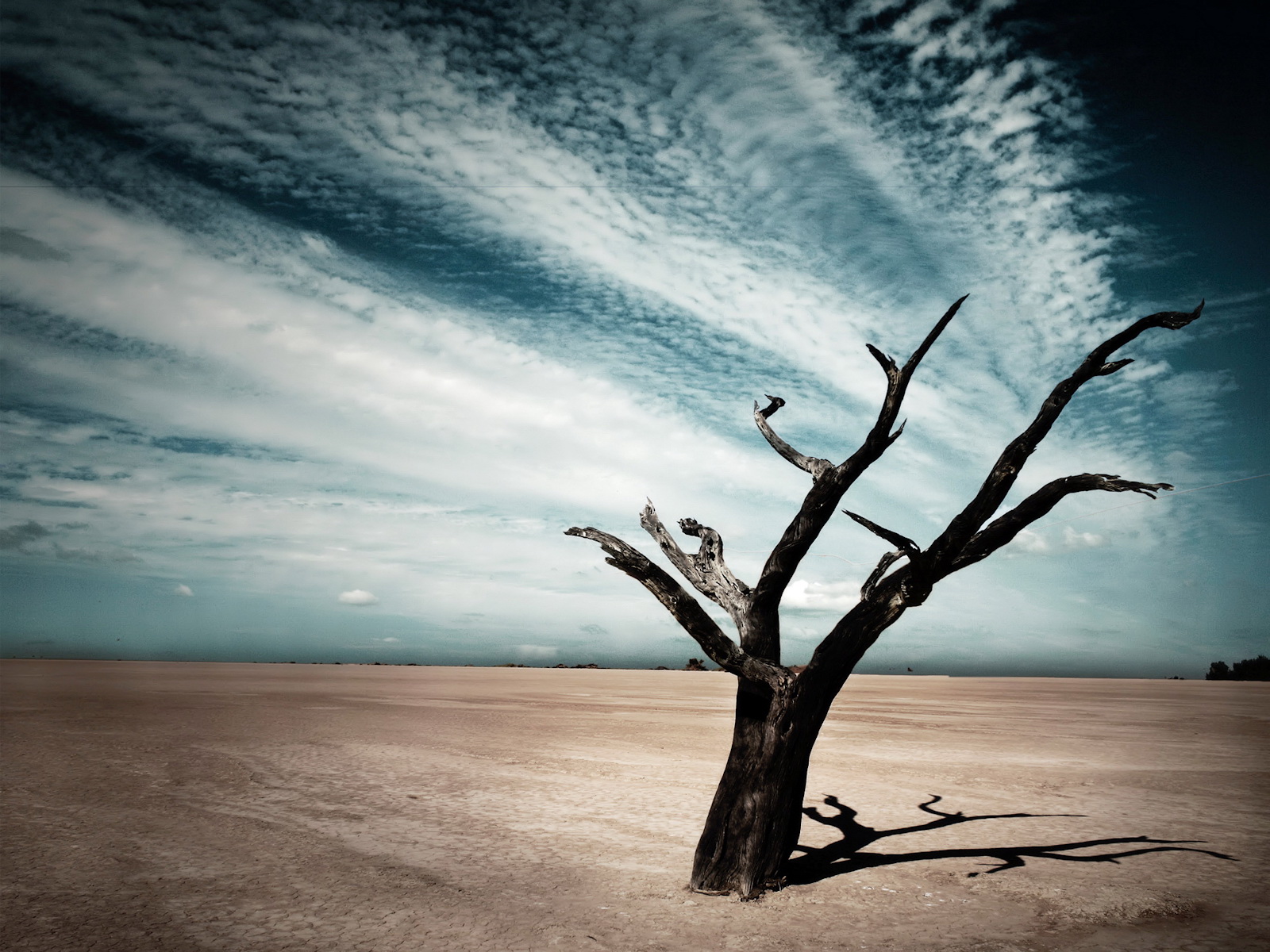 http://1.bp.blogspot.com/-WiwAd1mMsZ8/Tb0lGS-B_MI/AAAAAAAAACg/LF1W2TkC0KM/s1600/tree-in-desert.jpg