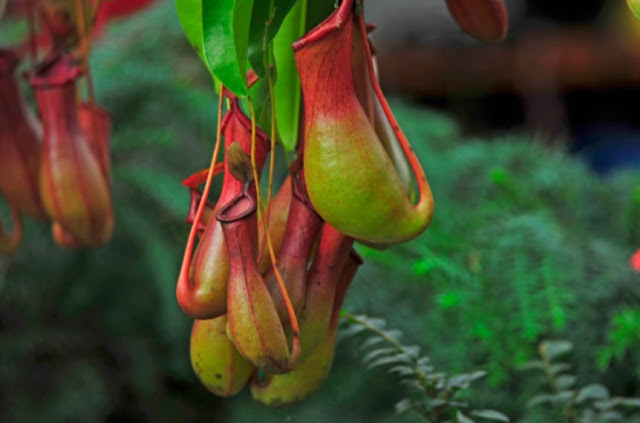 Gambar Tumbuhan Langka Yang Ada Di Indonesia - Gambar Gambar Tumbuhan