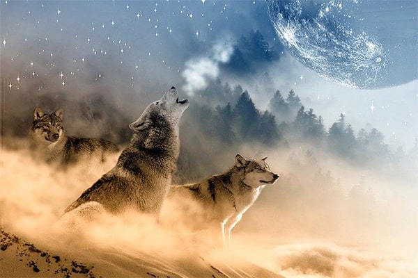 Интересные факты о волках
