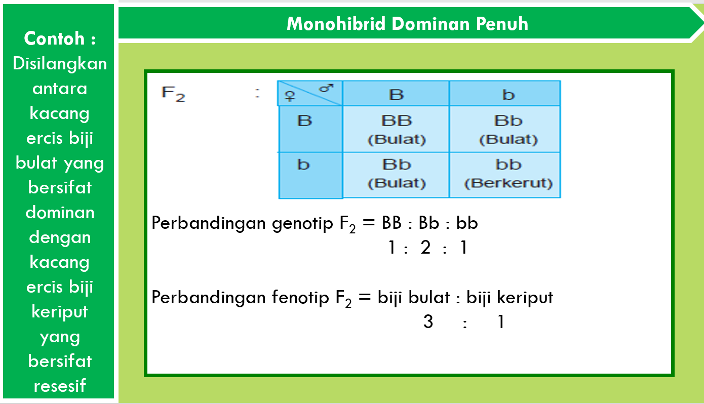 HUKUM MENDEL I ( Pengertian, Contoh dan Istilah dalam Persilangan )