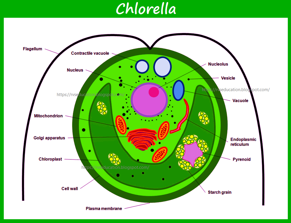 Life cycle of Chlorella, Classification of Chlorella , reproduction in