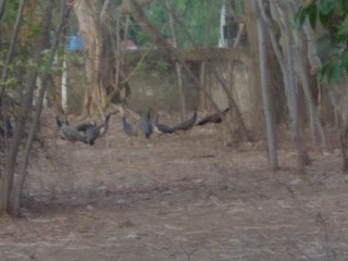 Peacock moving in the bush at Sanganer dadabadi sanctuary Peacock moving in the bush at Sanganer dadabadi sanctuary