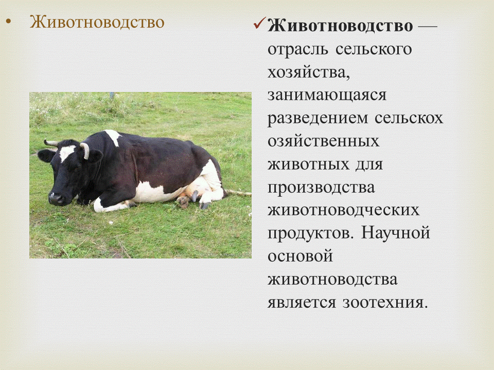 Проект по окружающему миру животноводство белгородской области
