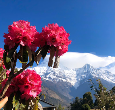 Коронавирус в Непале