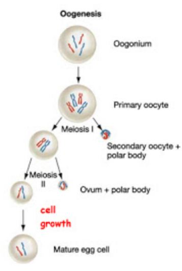 Perhatikan diagram oogenesis berikut! Ciri yang dimiliki Tahap C adalah