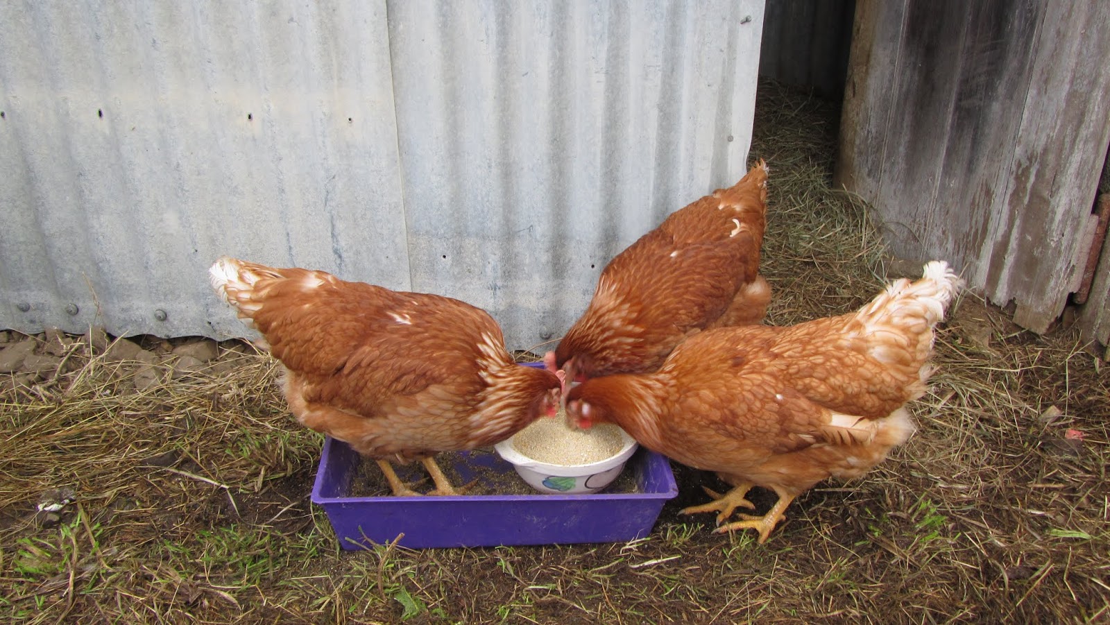 Wozza's Place... Crow black chicken and