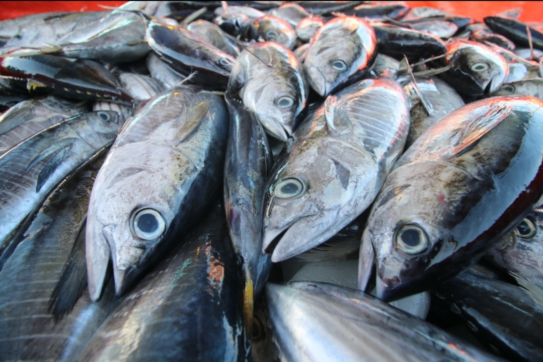 Produk Tuna Indonesia Berhasil Meraih Sertifikasi MSC
