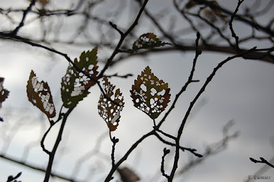 Hojas otoñales