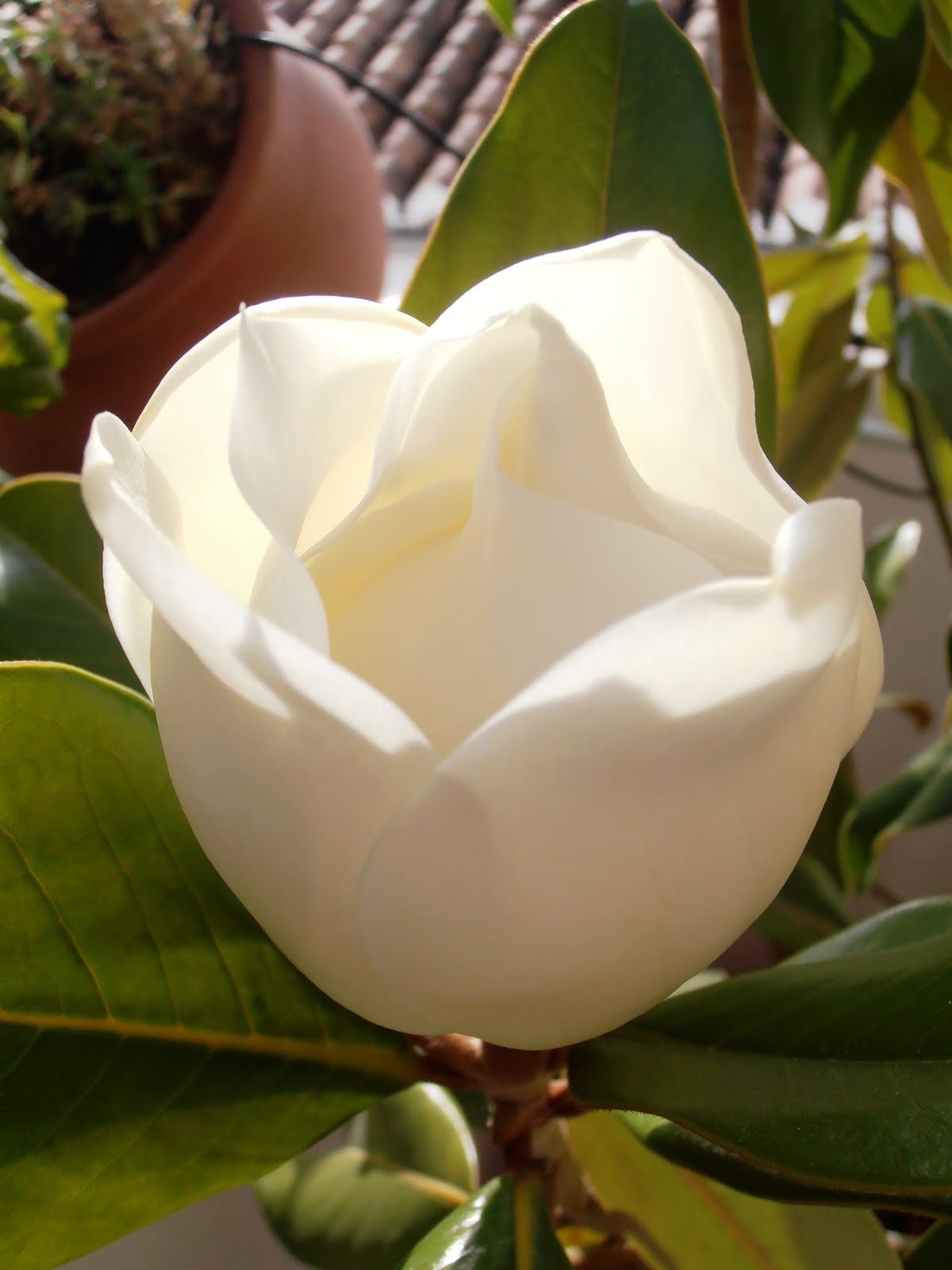 En macetas: El magnolio