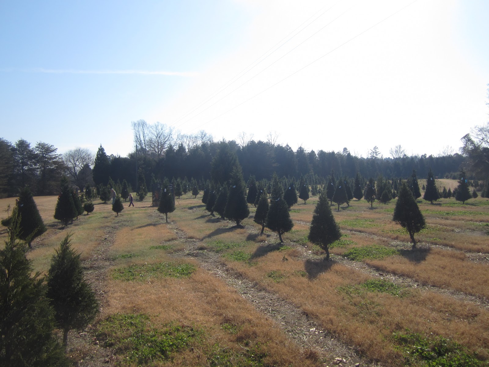 The Stir Crazy Moms' Guide to Durham Jordan Lake Christmas Tree Farm