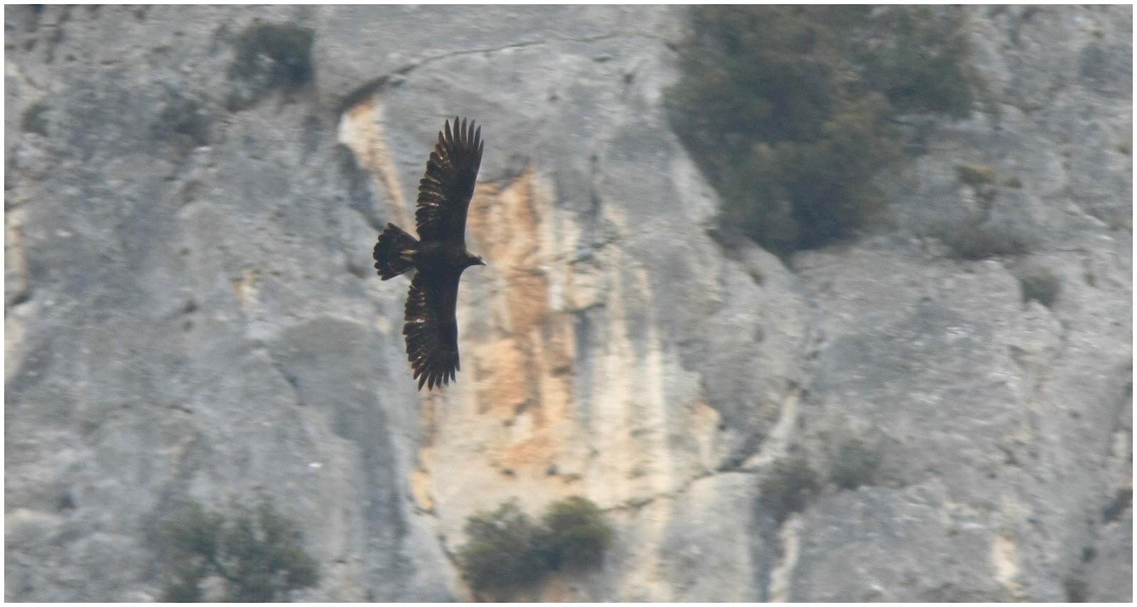 Tra Catria e Adriatico natura e storia Le Aquile reali della gola del