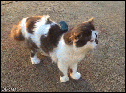 Funny Cat GIF • Lazy bird doesn't want to use its wings and would rather ride on his friend the Cat Funny Cat GIF • Lazy bird doesn't want to use its wings and would rather ride on his friend the Cat