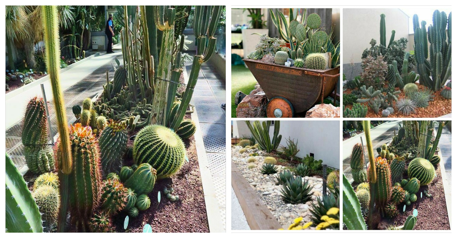 Mi Fiesta Creativa: Ideas para un jardín desértico