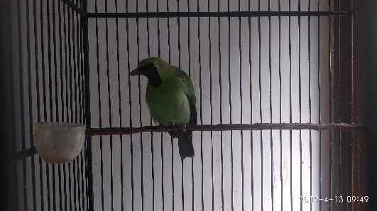 CARA MEMILIH TANGKRINGAN CUCAK IJO YANG TEPAT Hobby Kece