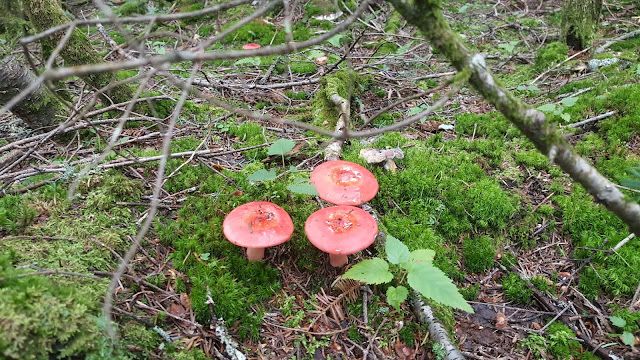 Vue sur le sentier en direction du mont Saint-Magloire