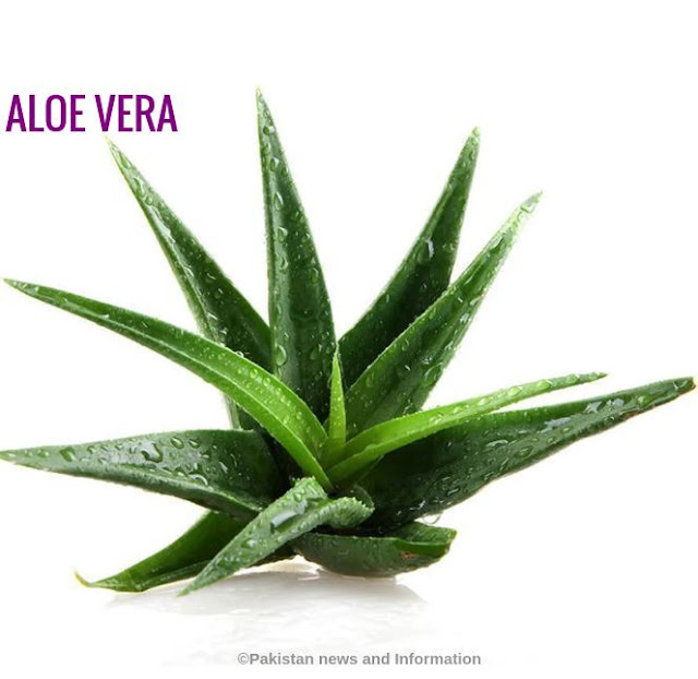 Best indoor plants for your Home purify the air during COVID-19 ALOE%2BVERA