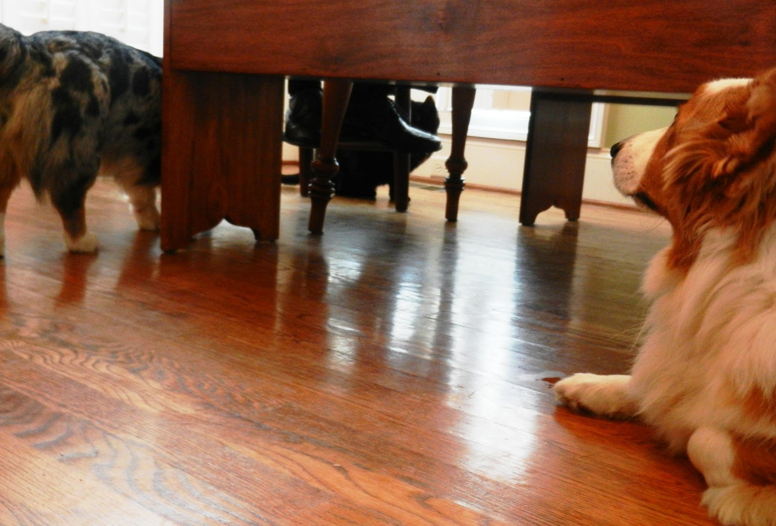 The Chronicles of Cardigan The 3Step Pathetic Chap's Guide to