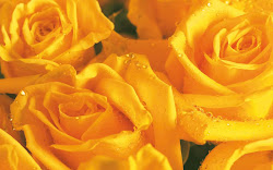 yellow flower wallpapers rose desktop roses backgrounds background flowers wallpaperboat pc resolution wallpapersafari june
