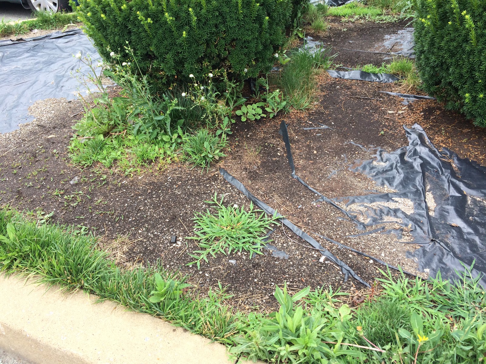 Oasis Don't Use Black Plastic or Fabric in Your Landscaping!!