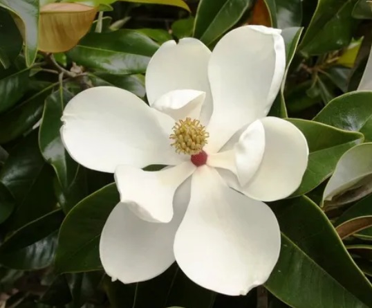 Magnolia Grandiflora