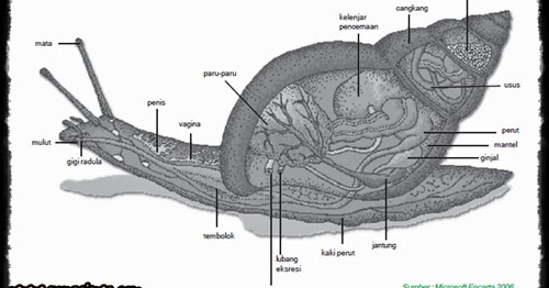 Filum Mollusca Struktur Tubuh Sistem Reporduksi Klasifikasi