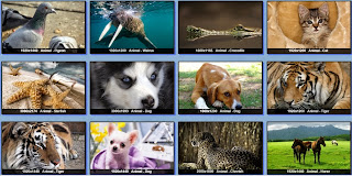         Coleccion HD Wallpapers Animales 12112014    Screen_2014-11-12%2B11.57.38