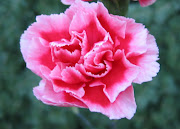 carnation flower gallery 3