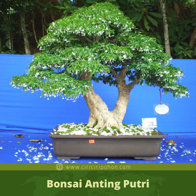 Bonsai Anting Putri