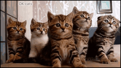Art Cat GIF • 5 funny Kittens bobbing their heads in sync and suddenly mesmerized by a very strange thing (???) Art Cat GIF • 5 funny Kittens bobbing their heads in sync and suddenly mesmerized by a very strange thing (???)