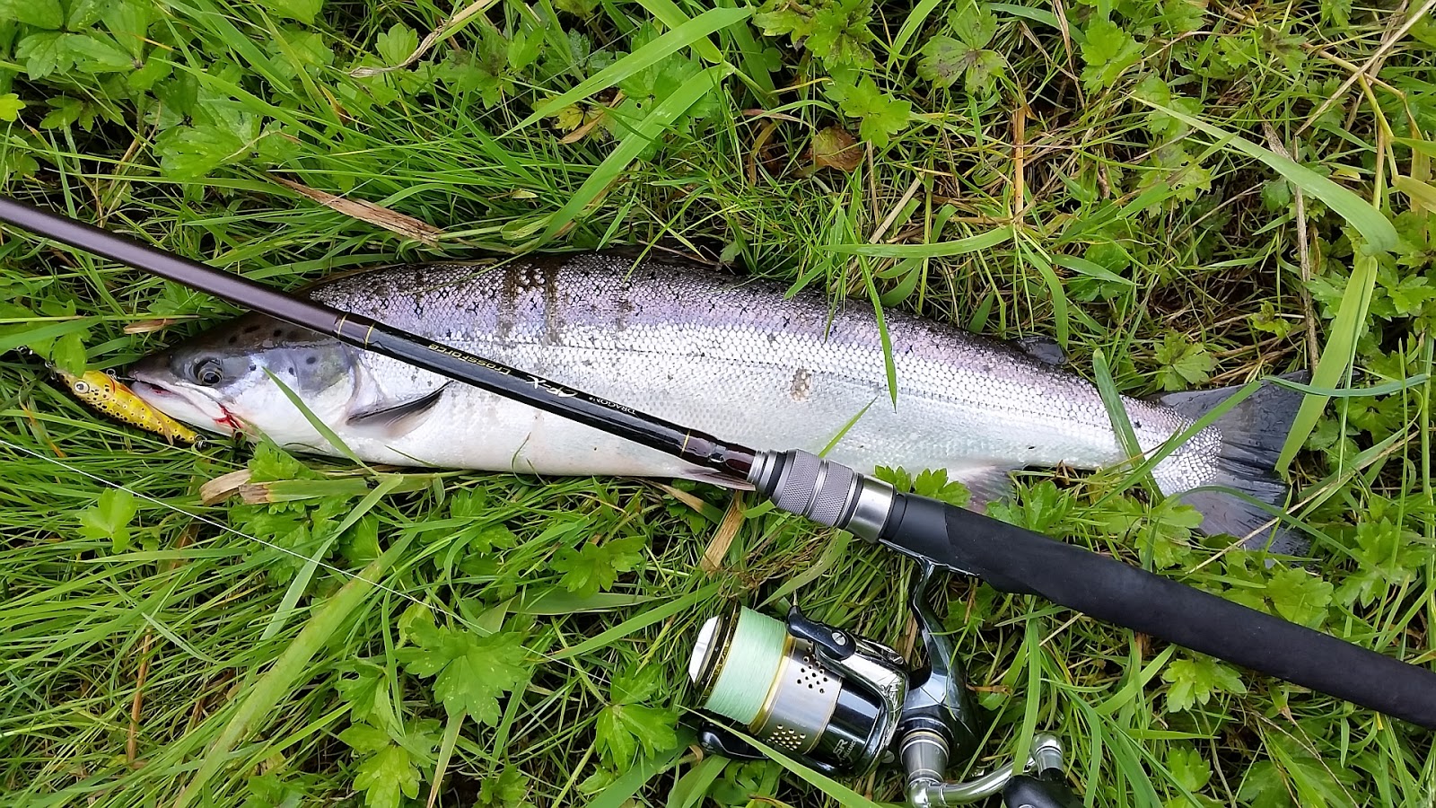 Sea Bass Hunting Salmon & Sea Trout from the river, lake Perch and nice Sea Bass on surface