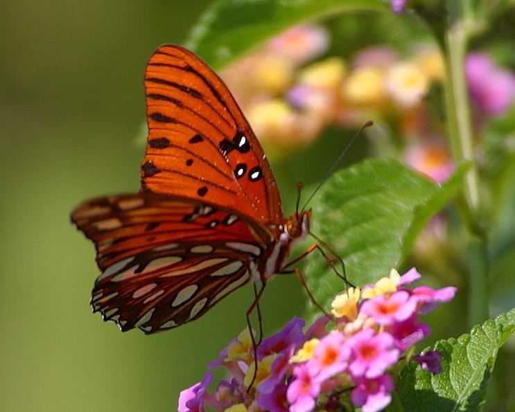 EKOGEO: INDAHNYA KUPU-KUPU DAN KEBERAGAMAN JENIS KUPU-KUPU DI INDONESIA