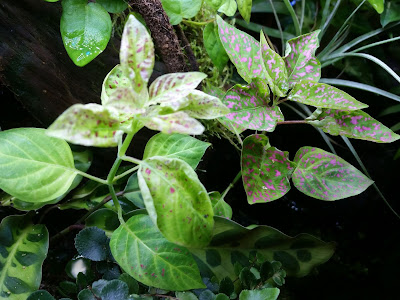 Hypoestes - Triple Splash - Vivarium Plants