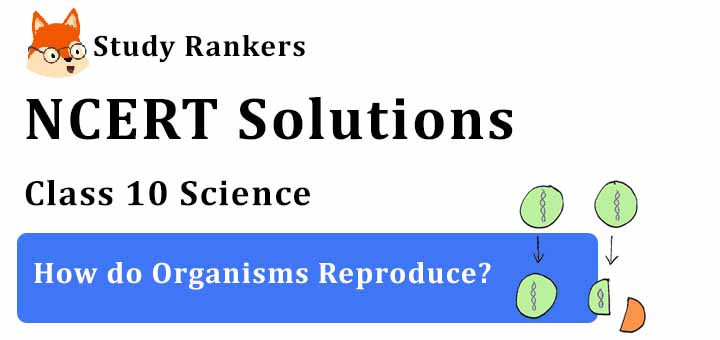 NCERT Solutions for Class 10 Science Chapter 8 How do Organisms Reproduce?