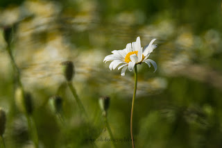 Naturfotografie Blumenfotografie Lippeaue Wildbume