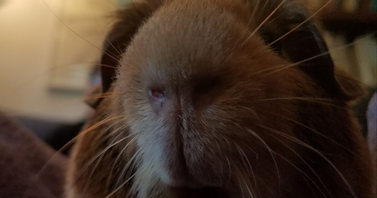 Cavy Savvy A Guinea Pig Blog Rent a Guinea Pig in Switzerland