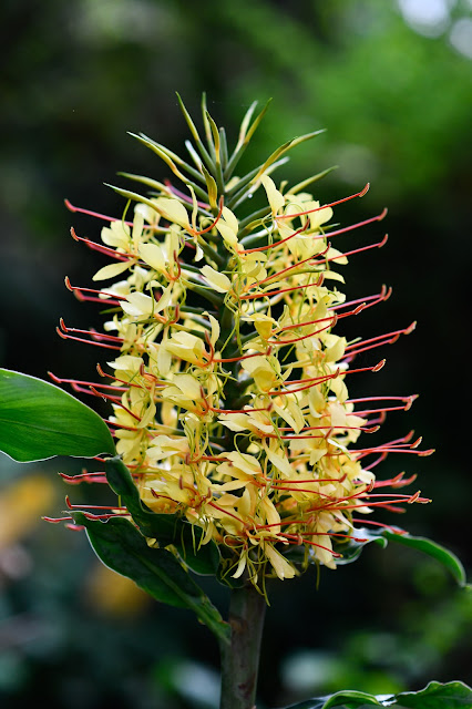 Kahili Ginger flower in the Honua‘ula Forest Hawaii