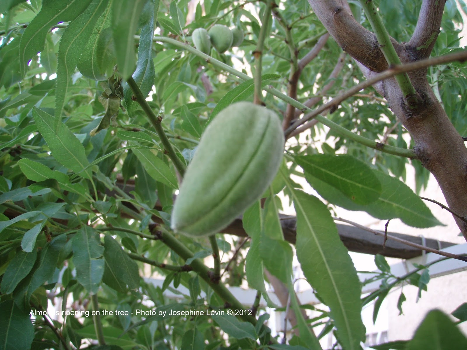 Jerusalem Wildflowers, Herbs & Trees, Israel ALMONDS FOR HEALTH & BEAUTY