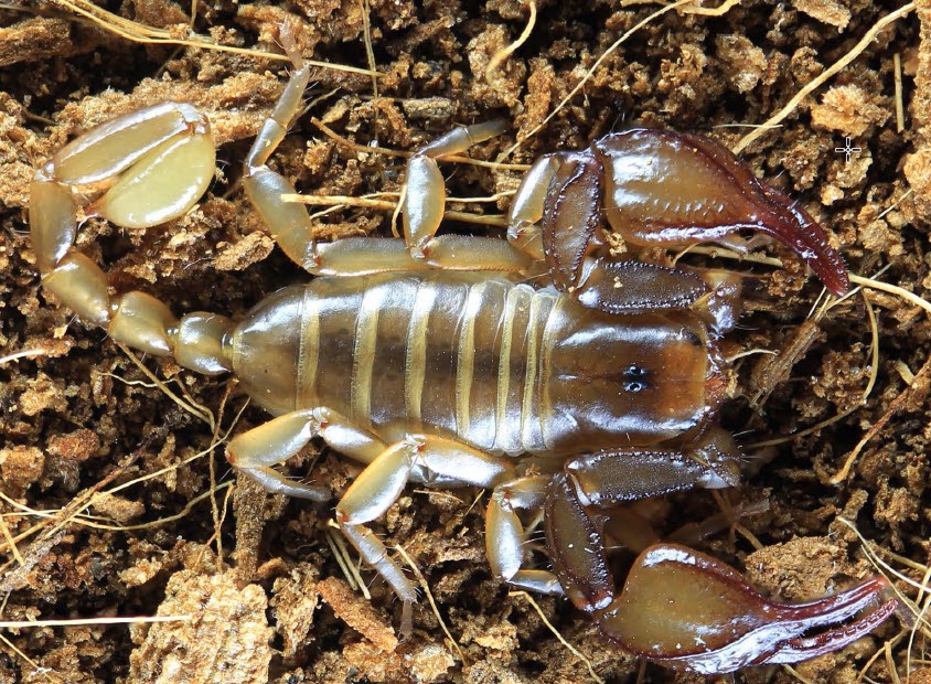 The Scorpion Files Newsblog A New Species Of Euscorpius From Bulgaria