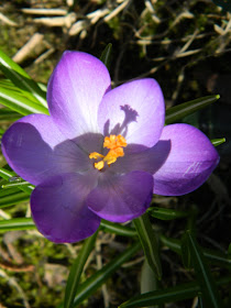 Purple crocus spring blooms by garden muses: a Toronto gardening blog