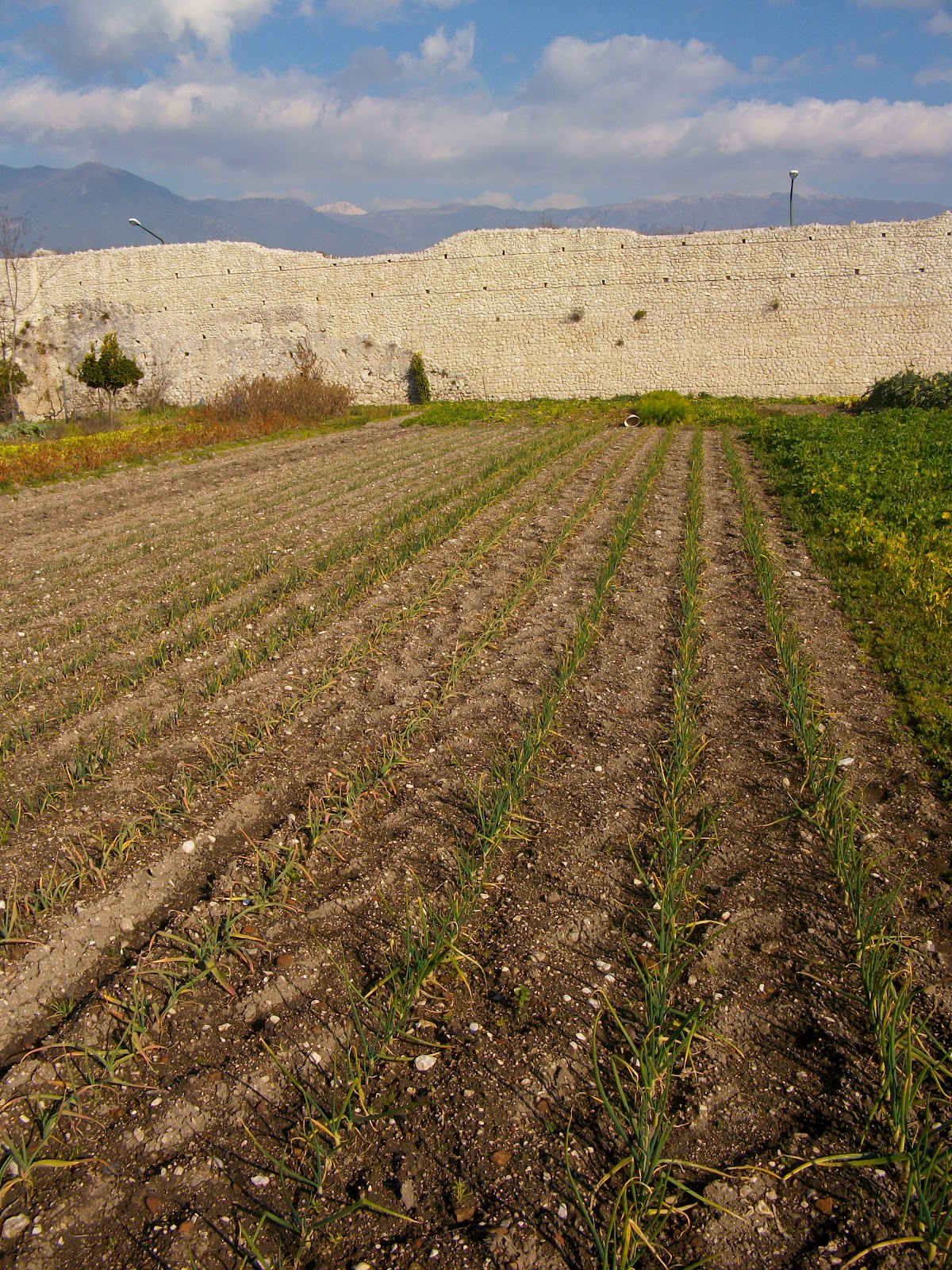 Il Campo Del Un Giallo Con Montalbano