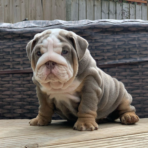 39 HQ Images Bulldogs For Sale Near Me / Kenny Bulldogs