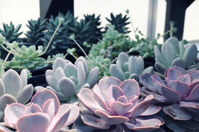 How to Grow and Propagate Echeveria Succulents?