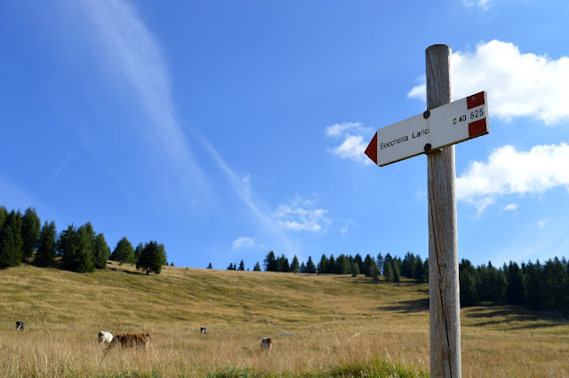 cima larici pòrtule