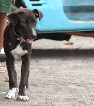 Khasiat Anjing Dan Tafsir Mimpinya Elmubarak