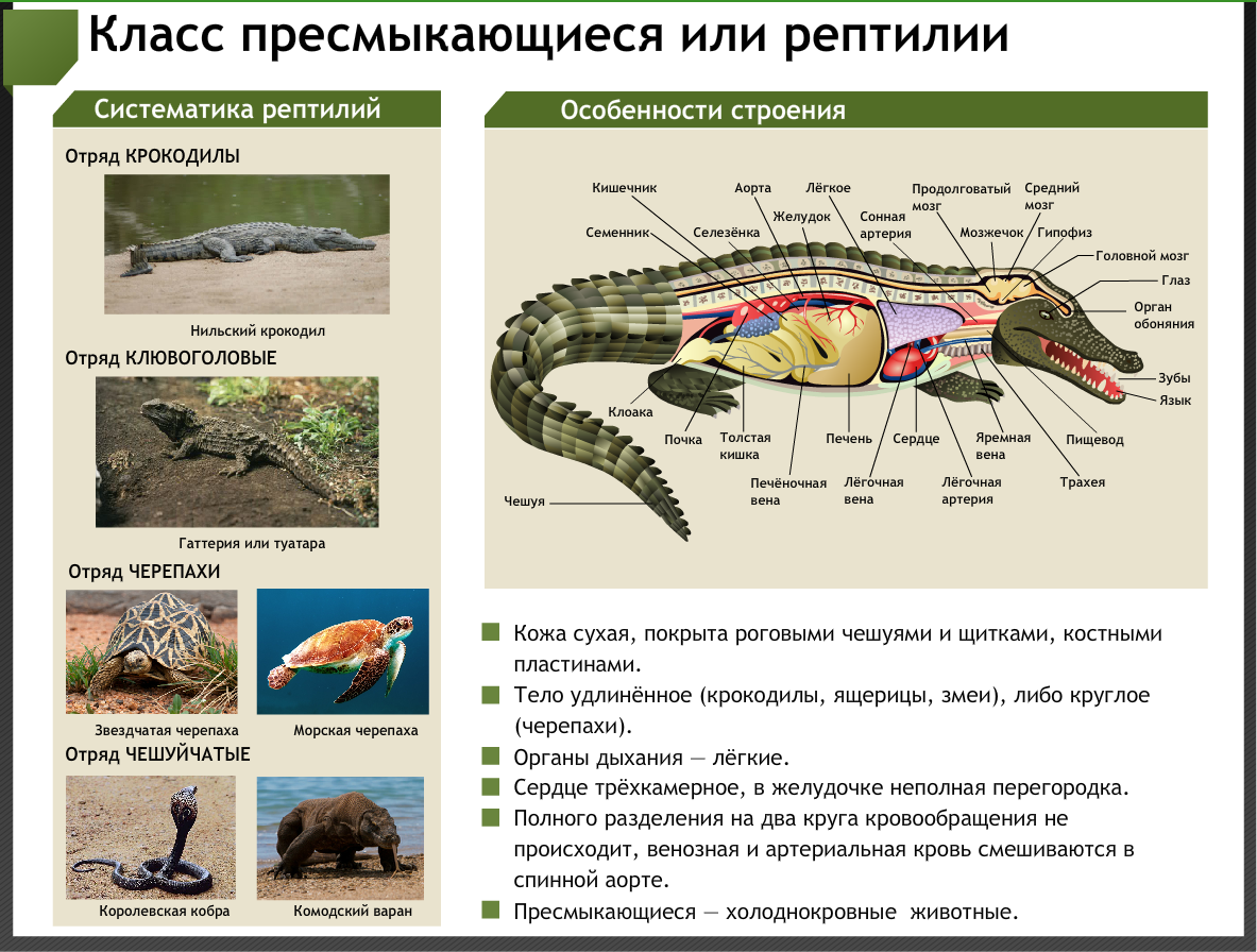 Выполняемые функции пресмыкающихся. Выполняемые функции пресмыкающихся. Выполняемые функции пресмыкающихся. Функции пресмыкающихся. Происхождение пресмыкающихся.