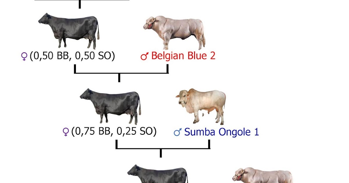 Pewarisan Sifat dan Bibit Unggul POJOK IPA