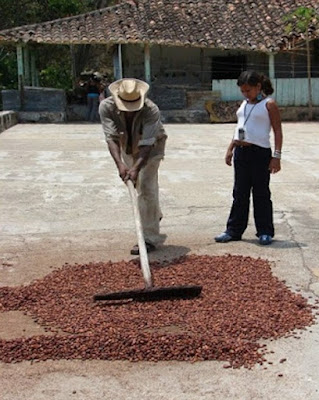 Secado de cacao en patio de cemento. Secado de cacao en patio de cemento.