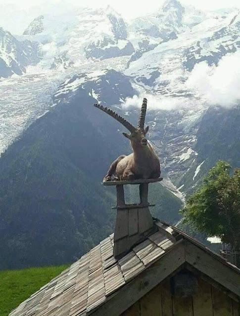 Roof in Animal pictures