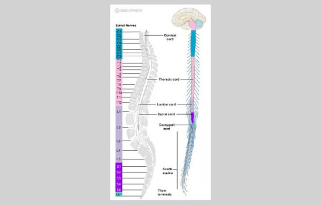 Pengertian dan Fungsi 31 Saraf  Spinal 